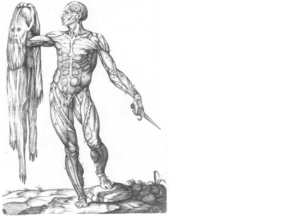 Anatomical image of a man showing his muscles.